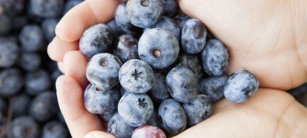 Blueberries: A Must Have Blue