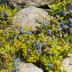 Combat Obesity With Blueberries Intake