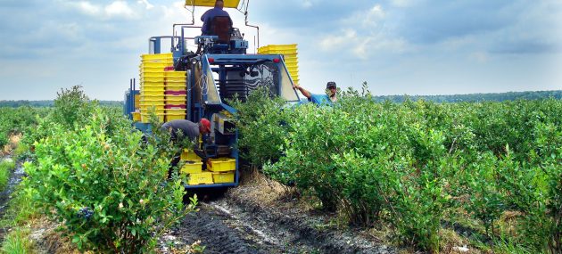 All That You Need To Know About Growing Blueberries