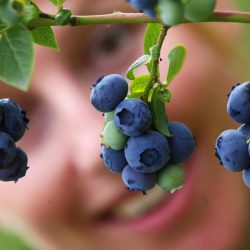 Blueberries