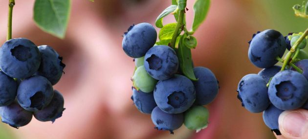 Berry Powerful: How Nature’s Colorful Gems Boost Recovery and Healing